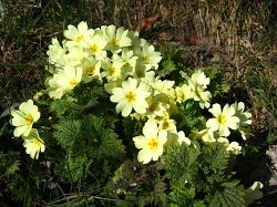 I fiori che segnano la fine dell'inverno, erica e primule - marzo 2012